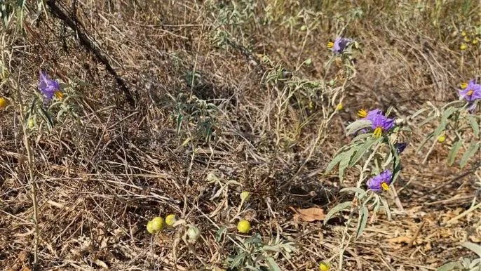 סולנום זיתני עם פרחים סגולים ופירות צהובים
